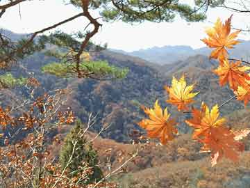 杭州绿色家居新选择，鲜花盆景出租房，美化生活空间