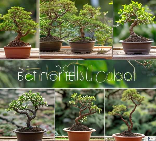 盆栽植物种植与养护全攻略