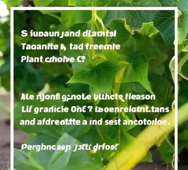 绿萝叶片发黄，揭秘植物健康危机与解决之道